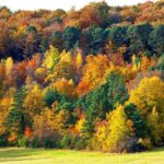 Accompagnement pour la mise en tourisme du territoire - Parc national des Forêts de Champagne et Bourgogne